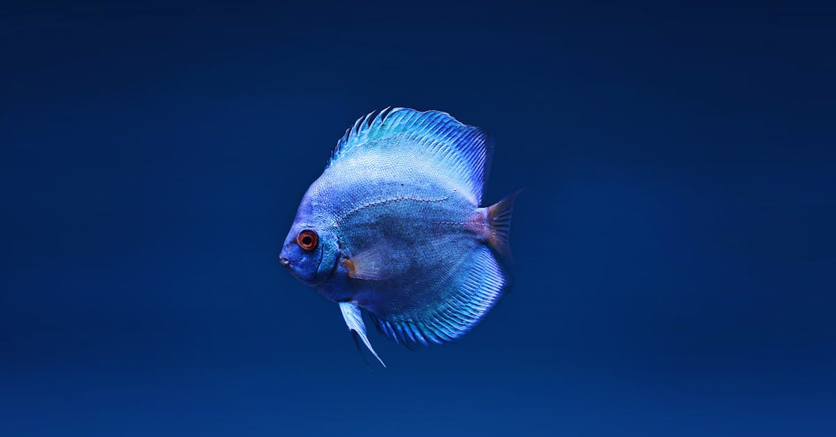 découvrez comment l'aquarium vacuum facilite le nettoyage de votre aquarium en éliminant facilement débris et saletés, pour un habitat sain et propre pour vos poissons !