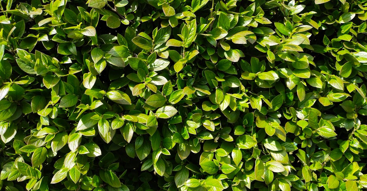 découvrez les taille-haies à batterie : pratiques, légers et sans fil, ils offrent une grande liberté de mouvement et facilitent l’entretien de vos haies. idéals pour un jardinage efficace et silencieux.