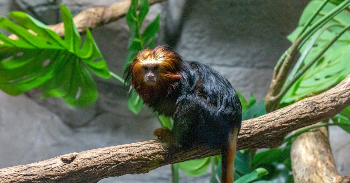 découvrez la distance pour vous rendre au zoo de beauval, l’un des plus célèbres zoos de france. trouvez les informations pratiques pour organiser votre visite et planifier votre trajet facilement.