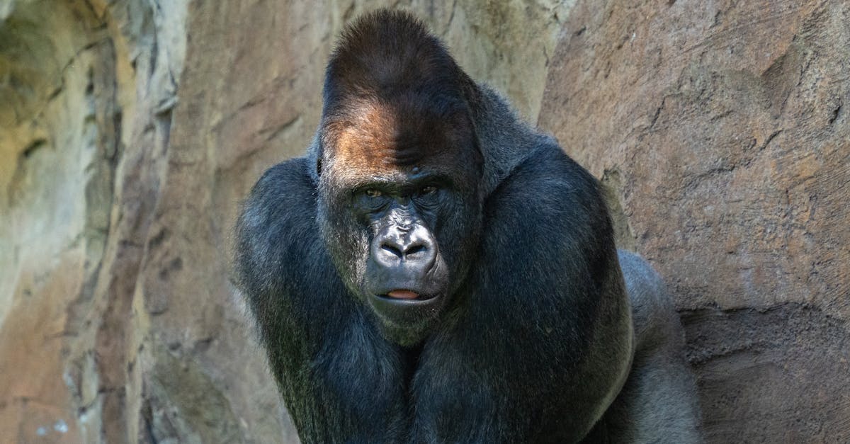 découvrez le zoo de beauval, l'un des plus beaux zoos de france, célèbre pour ses pandas géants et ses milliers d'animaux venus du monde entier. idéal pour une sortie en famille ou entre amis !