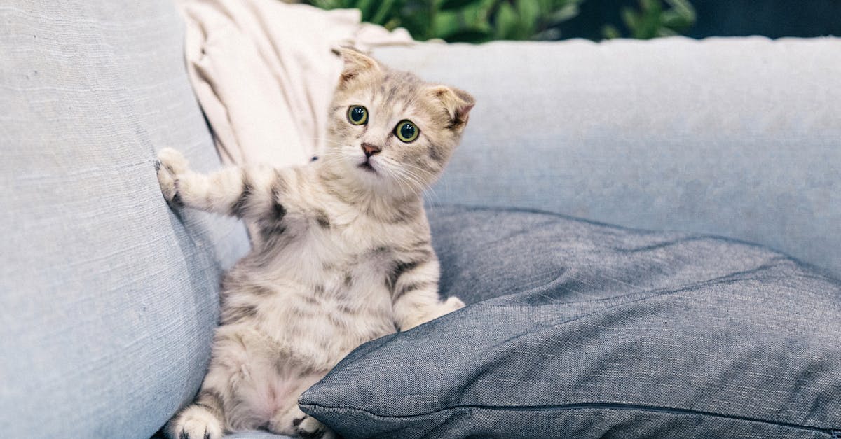 découvrez nos canapés à prix réduit : un large choix de sofas confortables et design pour tous les budgets. profitez de nos offres exceptionnelles sur les canapés en promotion et aménagez votre salon à petit prix !