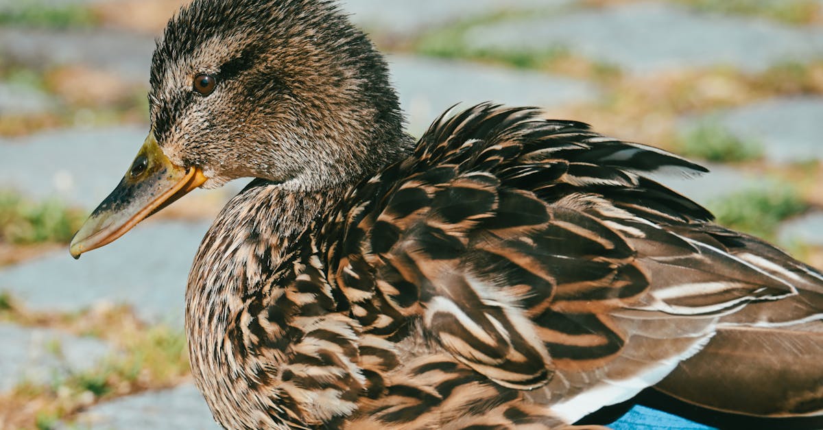découvrez le prix du magret de canard, les facteurs qui influencent son coût et nos conseils pour faire le meilleur choix en magasin ou en ligne.
