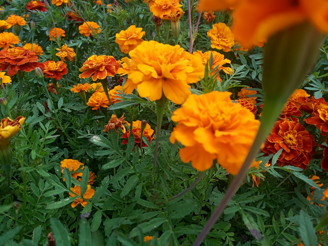 découvrez comment créer et entretenir un parterre de fleurs éclatant. conseils pratiques, astuces de jardinier et idées d'aménagement pour sublimer votre extérieur avec un flowerbed harmonieux.
