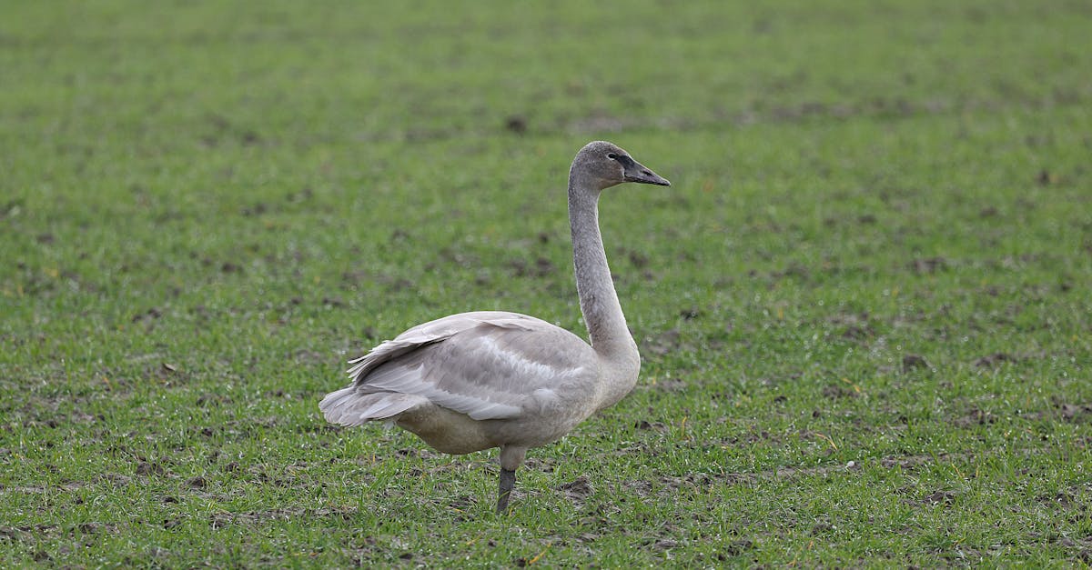 découvrez toutes les méthodes efficaces pour la préservation du foie gras : conservation au réfrigérateur, congélation et astuces pour maintenir sa saveur et sa texture.