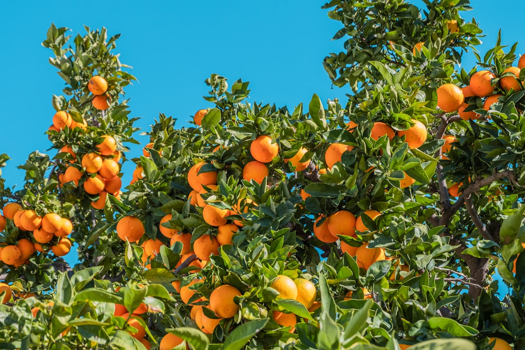 découvrez tout sur les arbres fruitiers : conseils de plantation, entretien, variétés adaptées à votre jardin et astuces pour une récolte abondante. faites pousser vos propres fruits facilement !