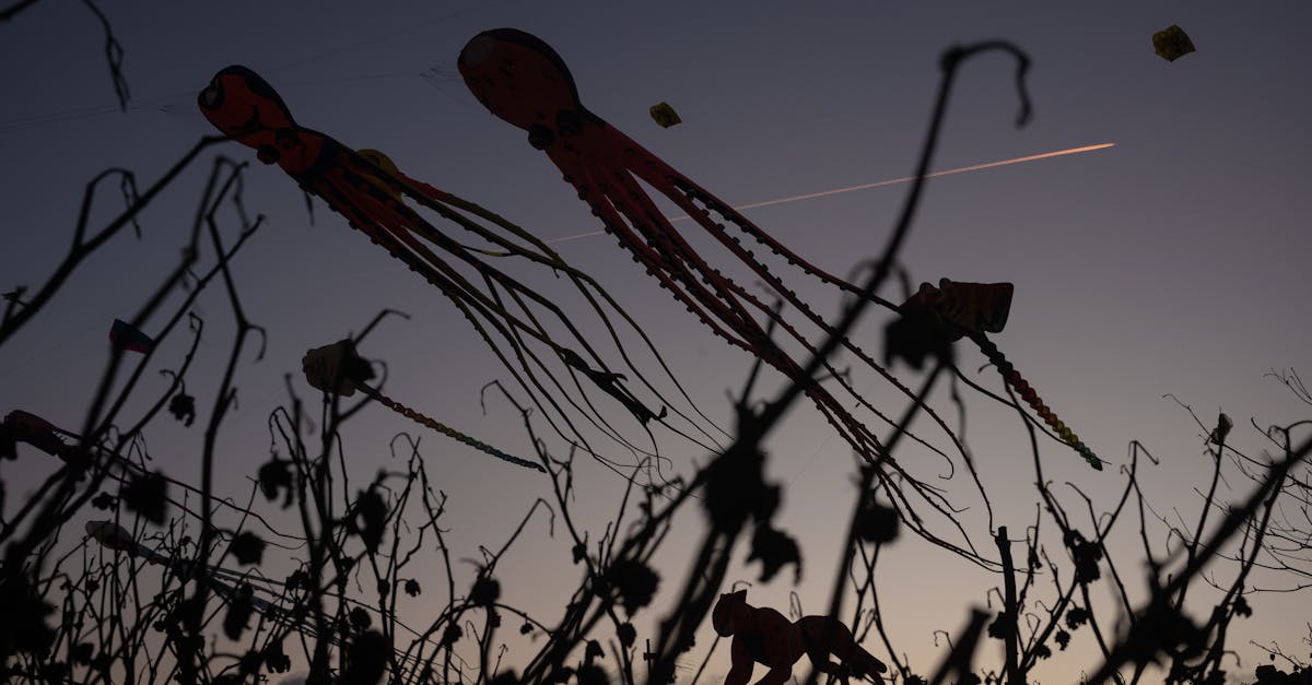 découvrez le kite festival : un événement coloré où des cerfs-volants de toutes tailles envahissent le ciel. profitez d'animations, d'ateliers et d'un spectacle unique pour toute la famille !