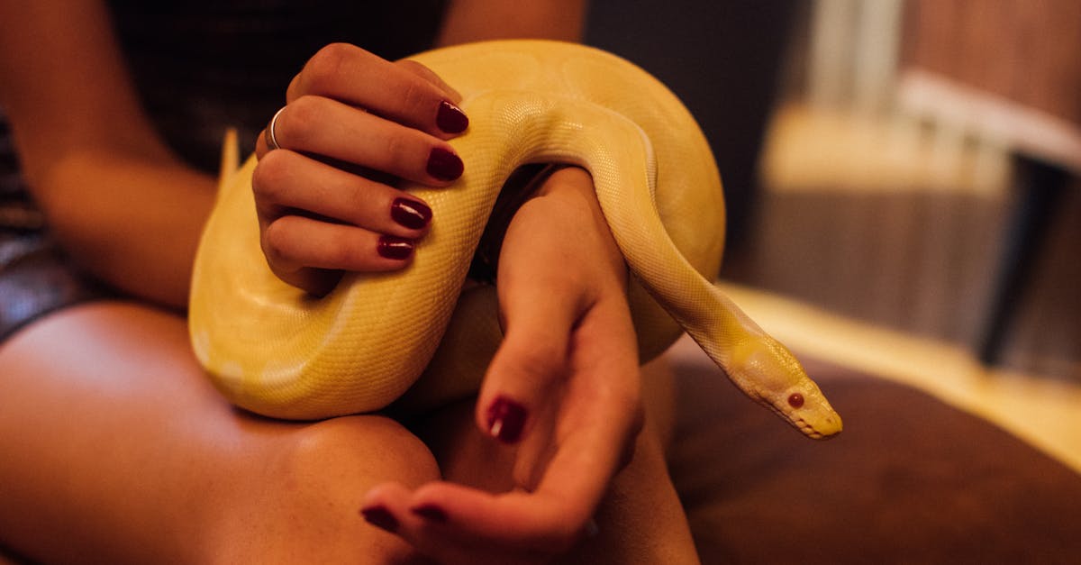 découvrez les pokémon rares les plus recherchés, leurs caractéristiques uniques et où les trouver dans l'univers pokémon. guide complet pour collectionneurs et dresseurs passionnés !