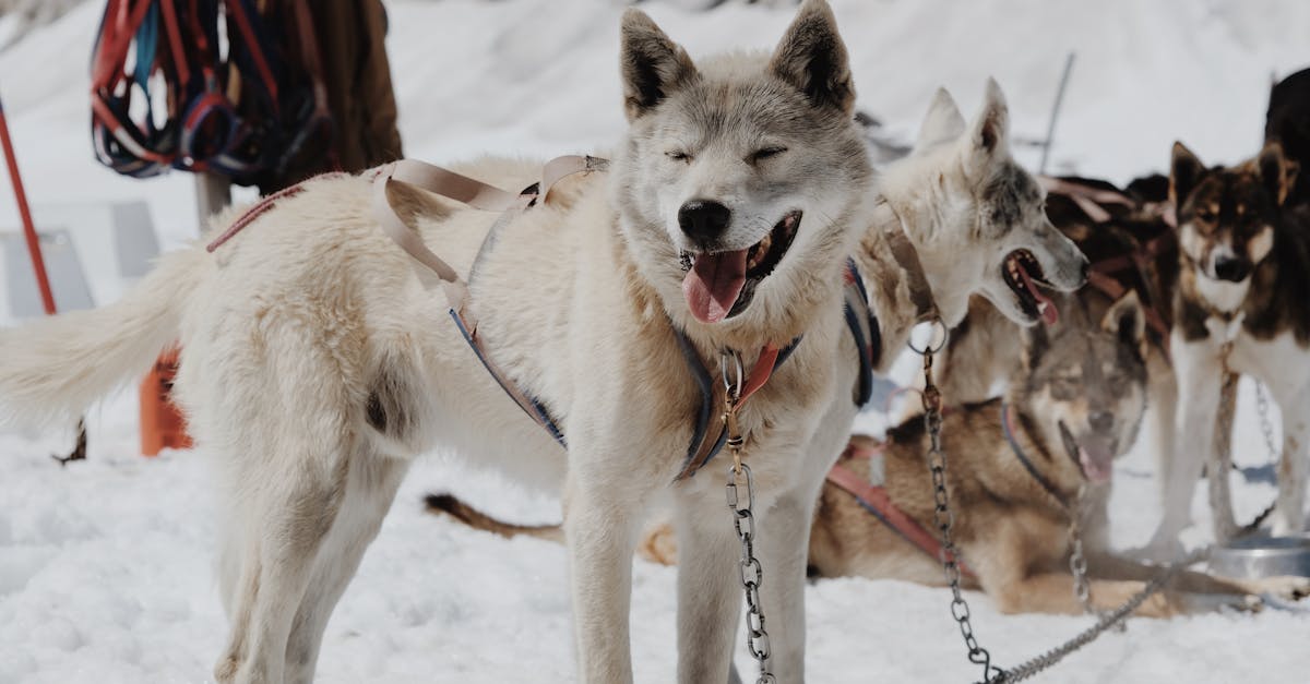 découvrez tout ce que vous devez savoir sur les chaînes à neige : conseils d'utilisation, choix adaptés à votre véhicule et astuces pour une conduite hivernale en toute sécurité.