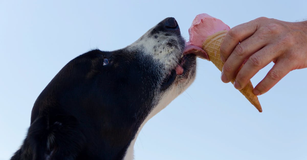savourez notre délicieuse glace à la fraise, onctueuse et rafraîchissante, préparée avec des fraises mûres pour un goût authentique et naturel. parfaite pour toutes les envies gourmandes !