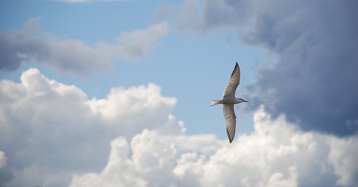 découvrez la tn air max plus 3, une sneaker emblématique alliant confort et style. profitez des dernières nouveautés, coloris et offres exclusives sur ce modèle incontournable pour compléter votre collection.