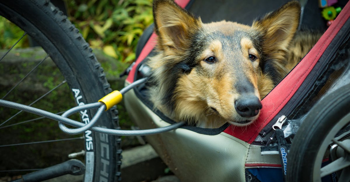 découvrez notre porte-vélos sur attelage, idéal pour transporter facilement et en toute sécurité vos vélos lors de vos déplacements en voiture. installation rapide et compatible avec la plupart des véhicules.