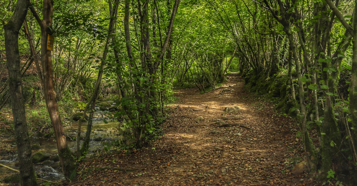 découvrez nos idées de promenades et balades adaptées à tous les niveaux, pour explorer la nature, la ville ou la campagne. profitez d’itinéraires variés, conseils pratiques et inspirations pour vos prochaines marches.