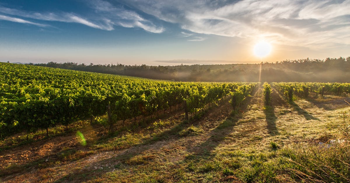 découvrez le monde du vin : histoire, types, conseils de dégustation et accords mets-vins pour enrichir votre expérience œnologique.