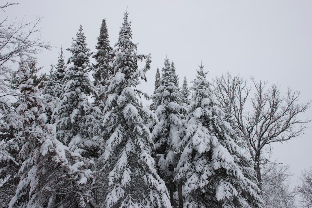 découvrez nos solutions de protection hivernale pour préserver vos plantes, votre maison et votre bien-être pendant l’hiver. astuces, conseils et produits pour affronter le froid en toute sérénité.